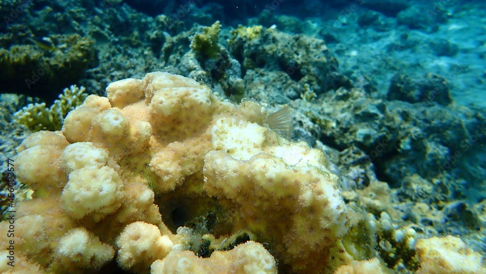 Small knob coral (Plesiastrea versipora) undersea, Red Sea, Egypt, Sinai, Ras Mohammad national park