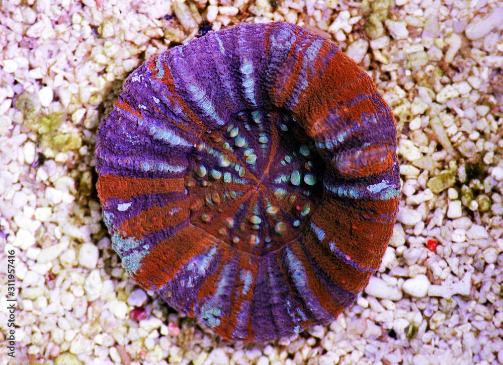 Rainbow Australian Scolymia Coral - (Homophyllia australis)