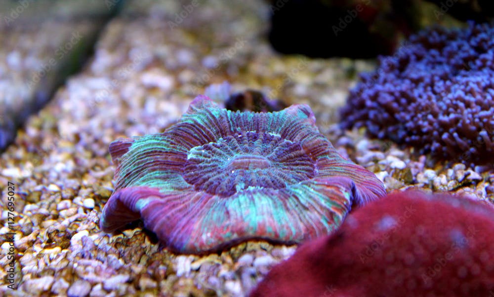Rainbow Open Brain LPS Coral (Trachyphyllia radiata)