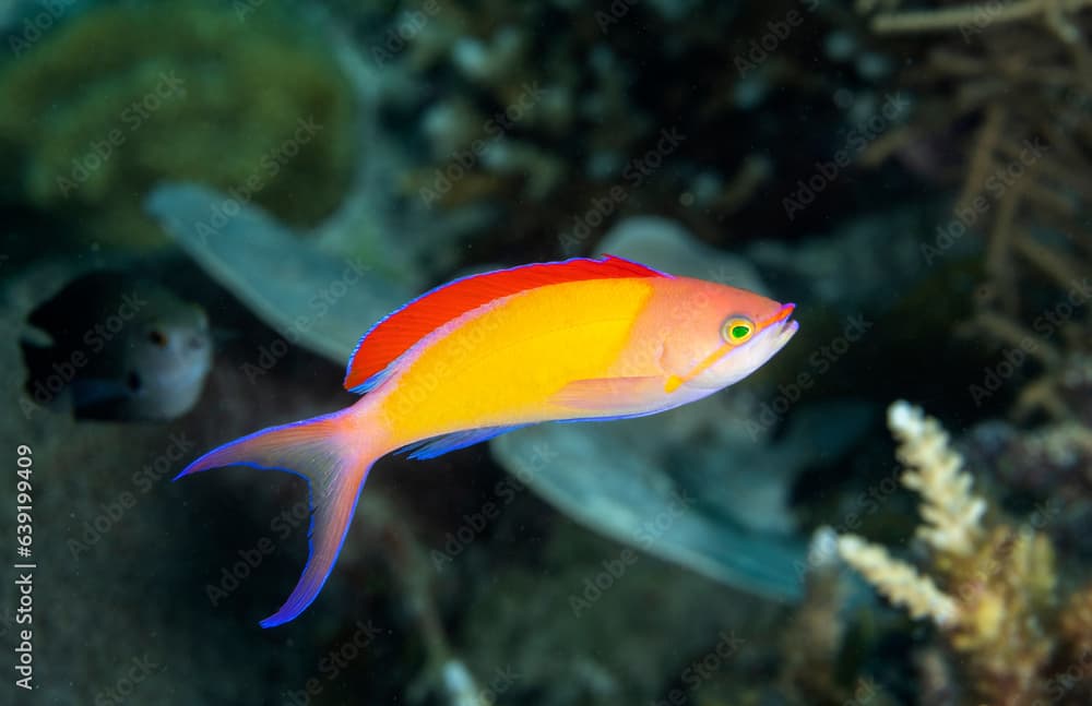 Flame anthias, Pseudanthias ignitus, Raja Ampat Indonesia