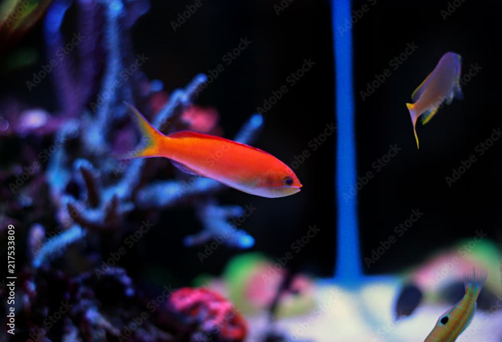 Ignitus Anthias
(Pseudanthias ignitus)