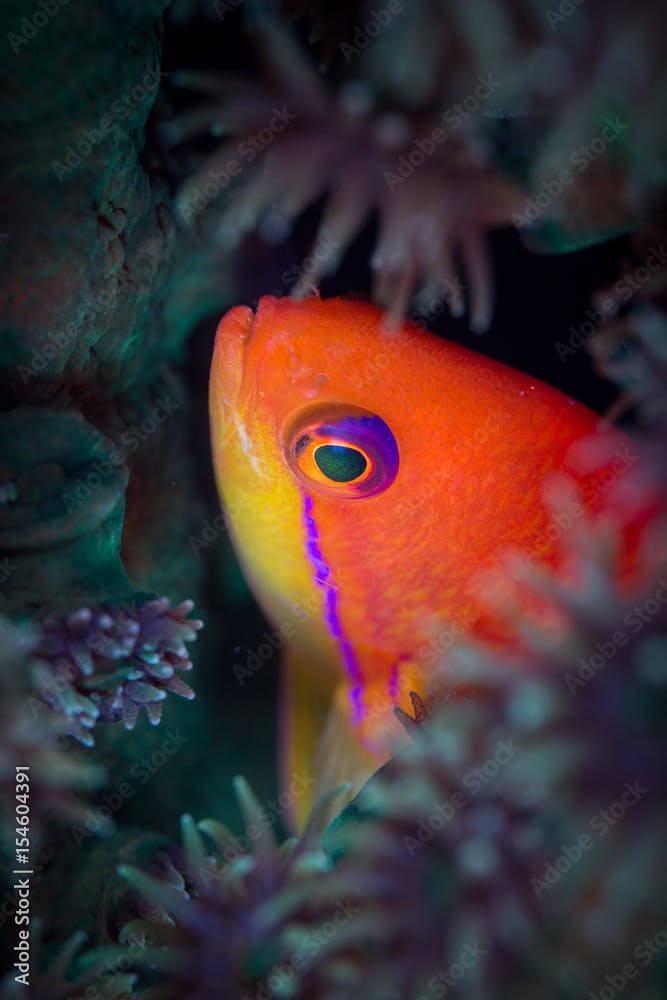 Flame Anthias (Pseudanthias ignitus) basslet colorful fish closeup head shot around coral underwater vivid color