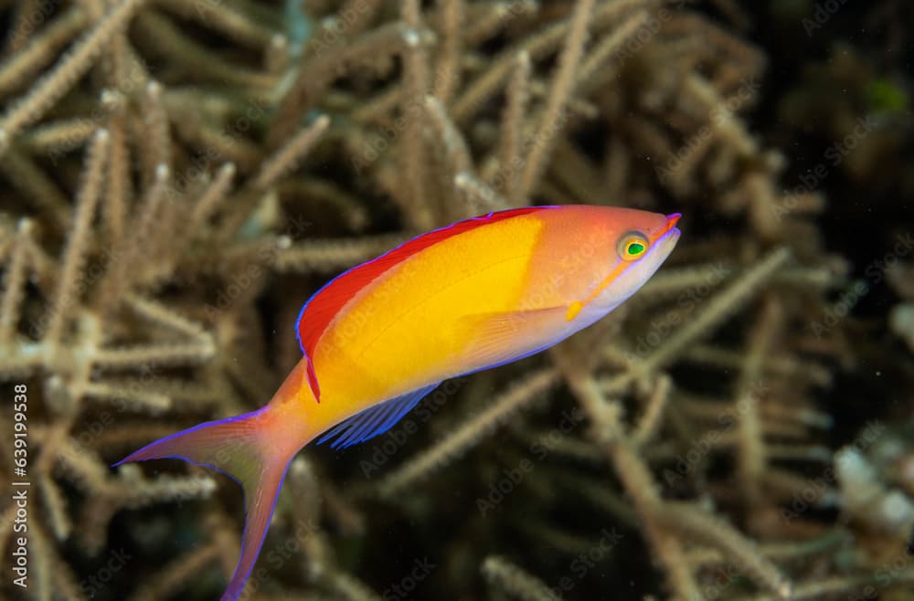 Flame anthias, Pseudanthias ignitus, Raja Ampat Indonesia