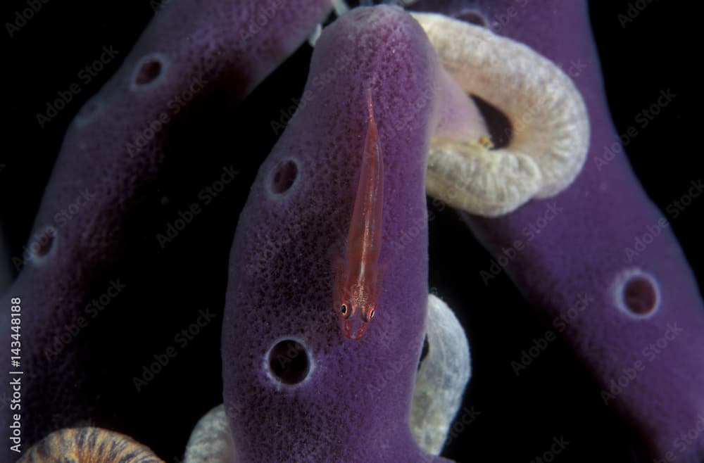 Small goby, Bryaninops loki, live on sponges covering reefs in Coron Island. This area has highest small fish diversity in Philippines.