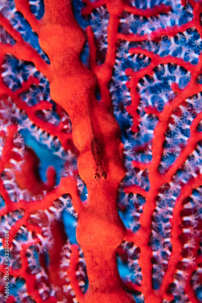 Loki whip goy, Bryaninops loki, on sea fan, Blue Corner, Palau, Micronesia