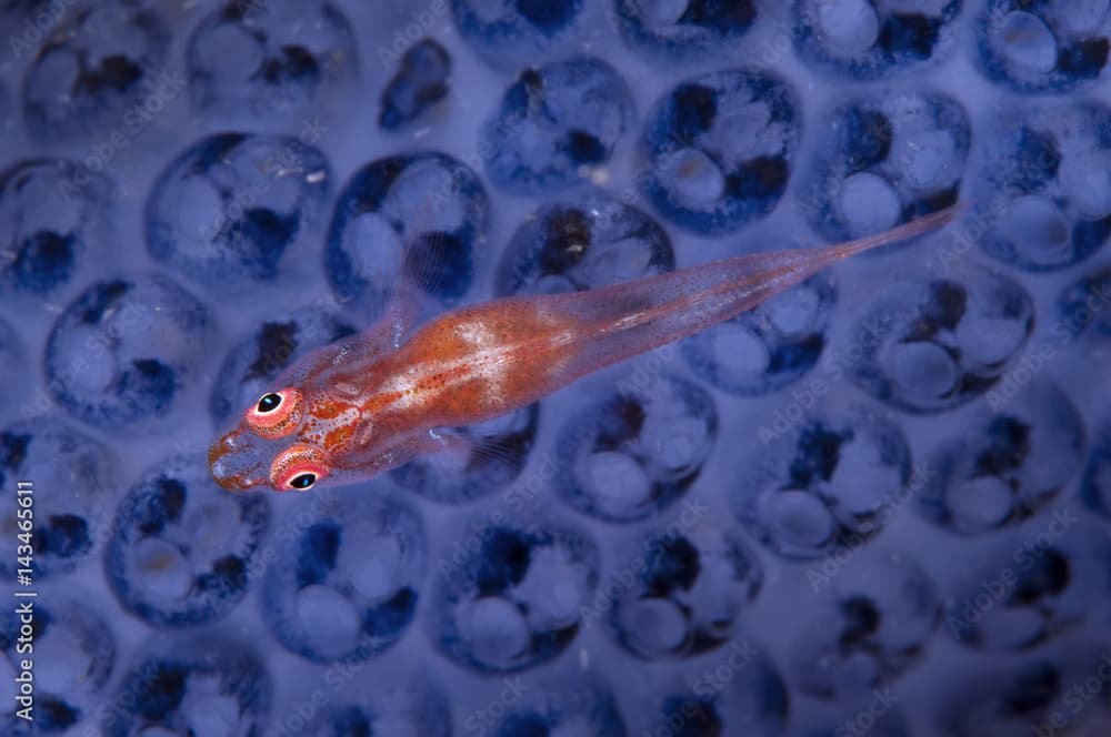 Coral goby, Bryaninops loki, on a colonial ascidian, Komodo Indonesia.