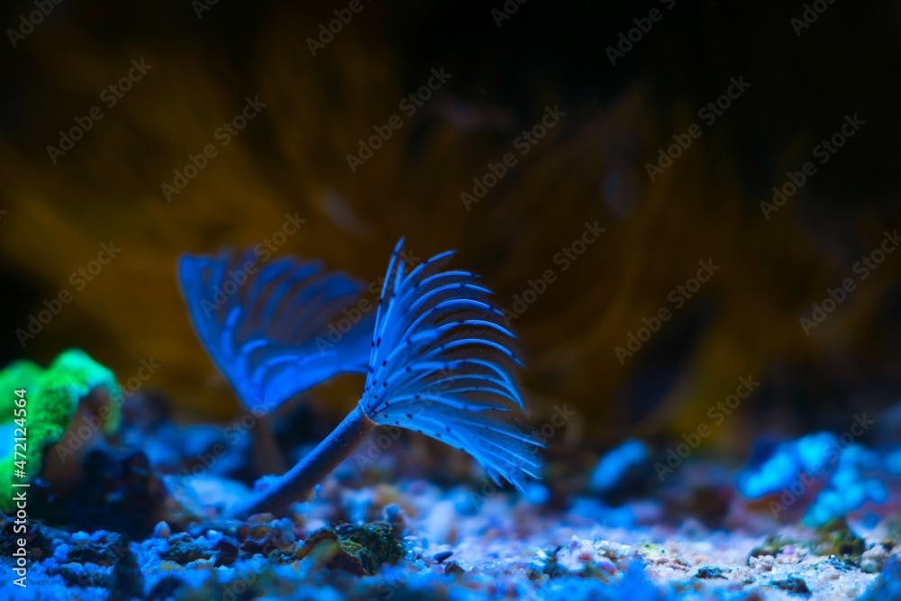 funny animal feather duster worm, popular and demanding pet move tentacles in circular current and hunt for food, healthy and active bristleworm in nano reef marine aquarium