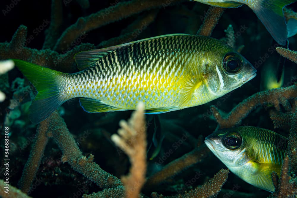 pearly monocle bream fish on reef