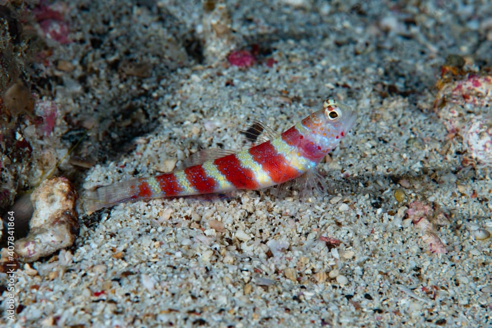 Burgundy Shrimp-Goby Amblyeleotris wheeleri