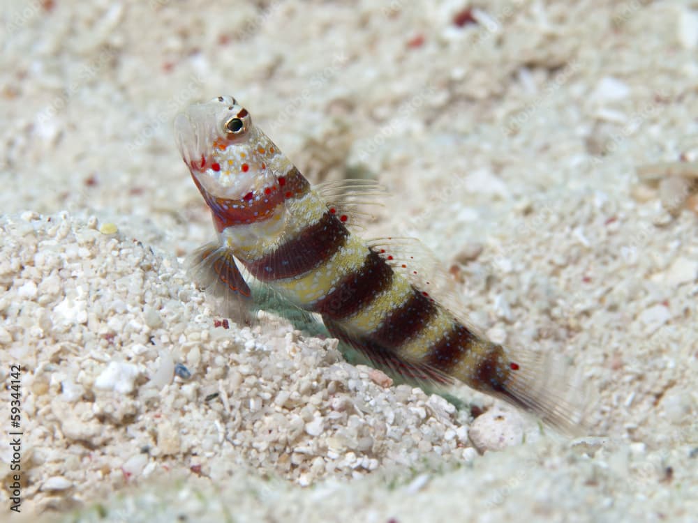 Gorgeous prawn-goby