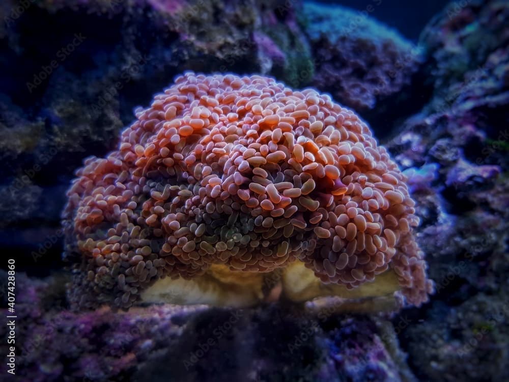 Euphyllia paraancora - Branched hammer LPS coral 