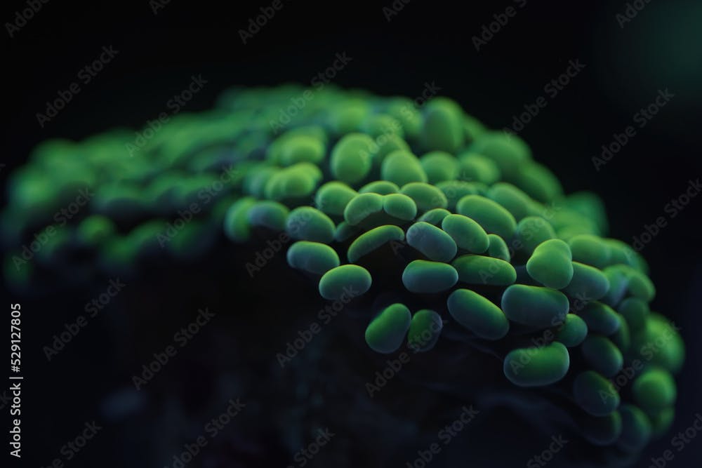 
Low light euphyllia paraancora (hammer coral) coral close up macro - selected focus on front polyps and selective focus
