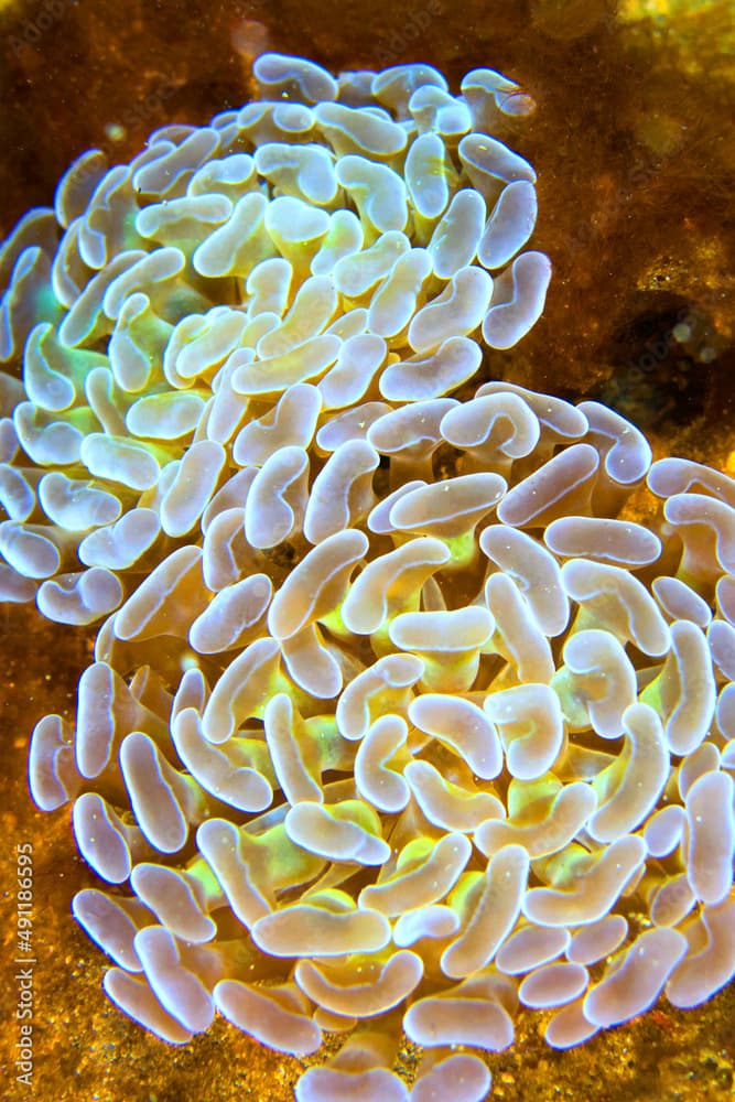 Branching Hammer Coral, Euphyllia paraancora, Hammer Coral, Stony Coral, Branching Coral, Lembeh, North Sulawesi, Indonesia, Asia