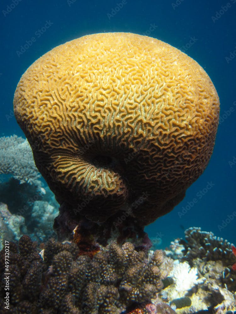 Platygyra Daedalea - Hard coral - Stony coral - Brain coral