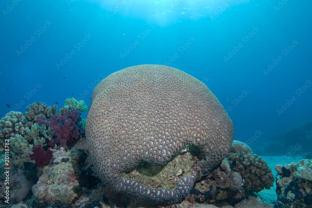 Brain coral (platygyra daedalea)