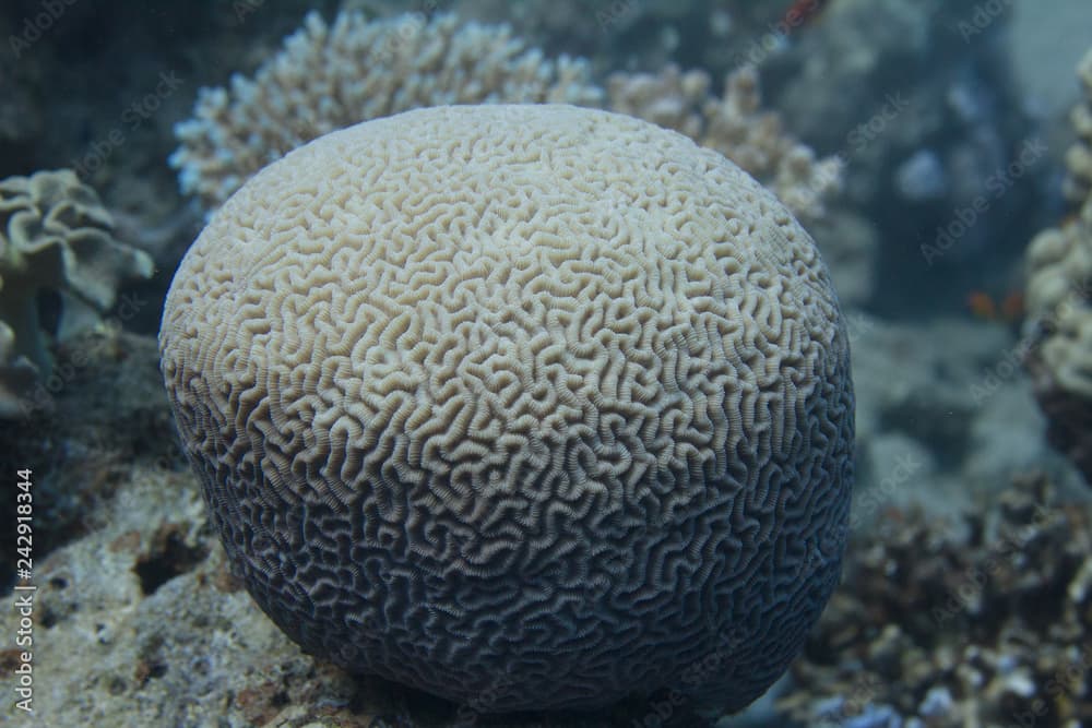 Brain Coral in Red Sea