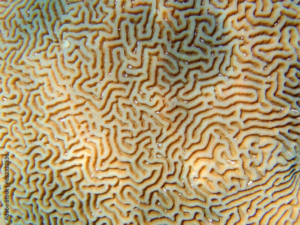 Colpophyllia natans - (Boulder Brain Coral), undersea macro photography 
