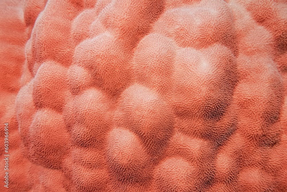 Organic texture of the mountain hard coral  - Porites Lutea.  Abstract background in trendy coral color .
