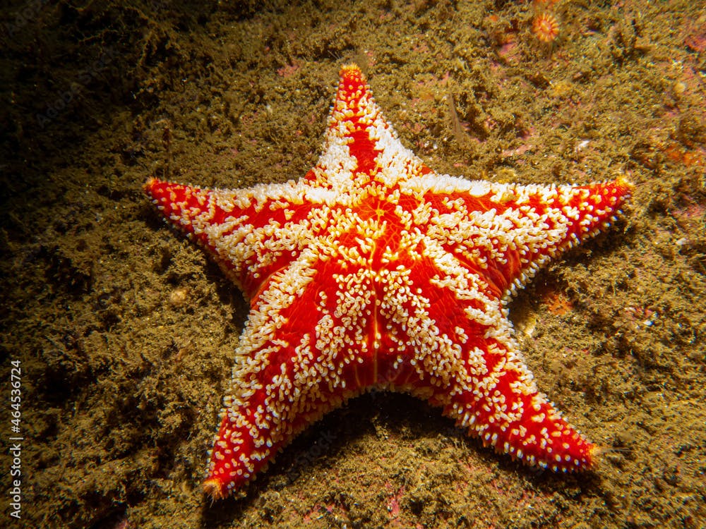 A close-up picture of a Horse star, Hippasteria phrygiana is a species of sea star, aka starfish, belonging to the family Goniasteridae. Picture from the Weather Islands, Skagerrak Sea, Sweden