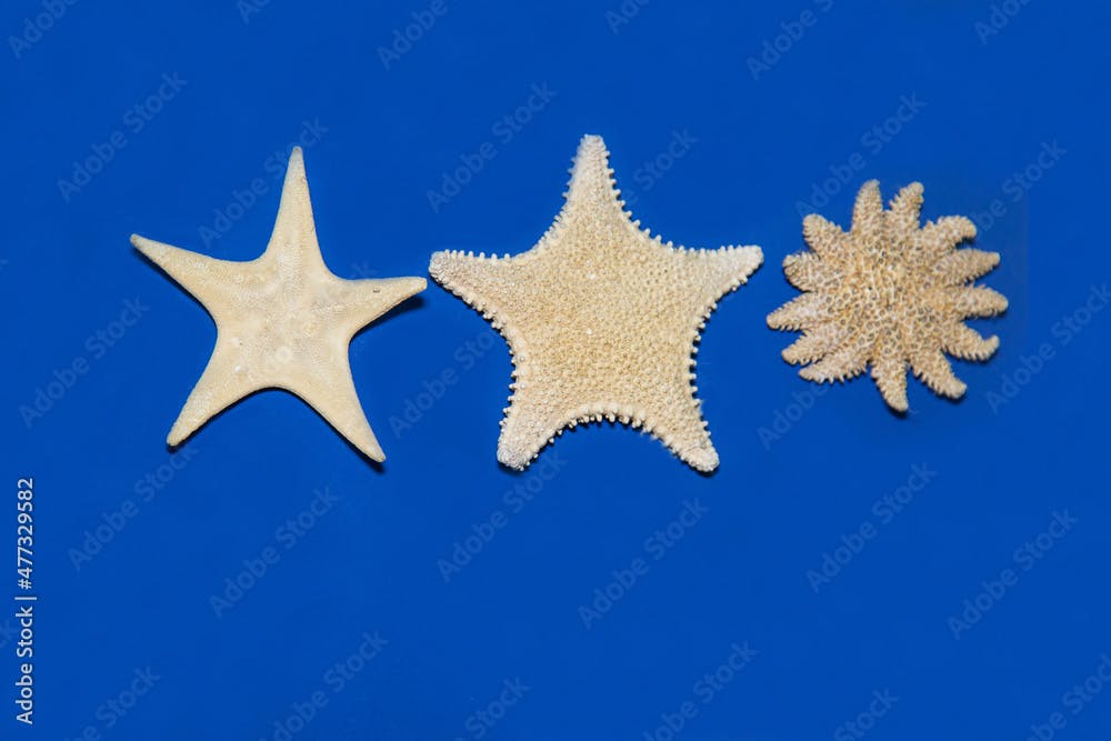 Starfish of unusual shape Hippasteria phrygiana and Crossaster papposus are gray on a blue background. Marine animals shellfish fish ecology.