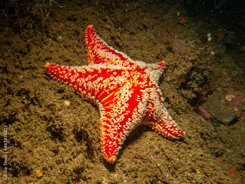 A close-up picture of a Horse star, Hippasteria phrygiana is a species of sea star, aka starfish, belonging to the family Goniasteridae. Picture from the Weather Islands, Skagerrak Sea, Sweden