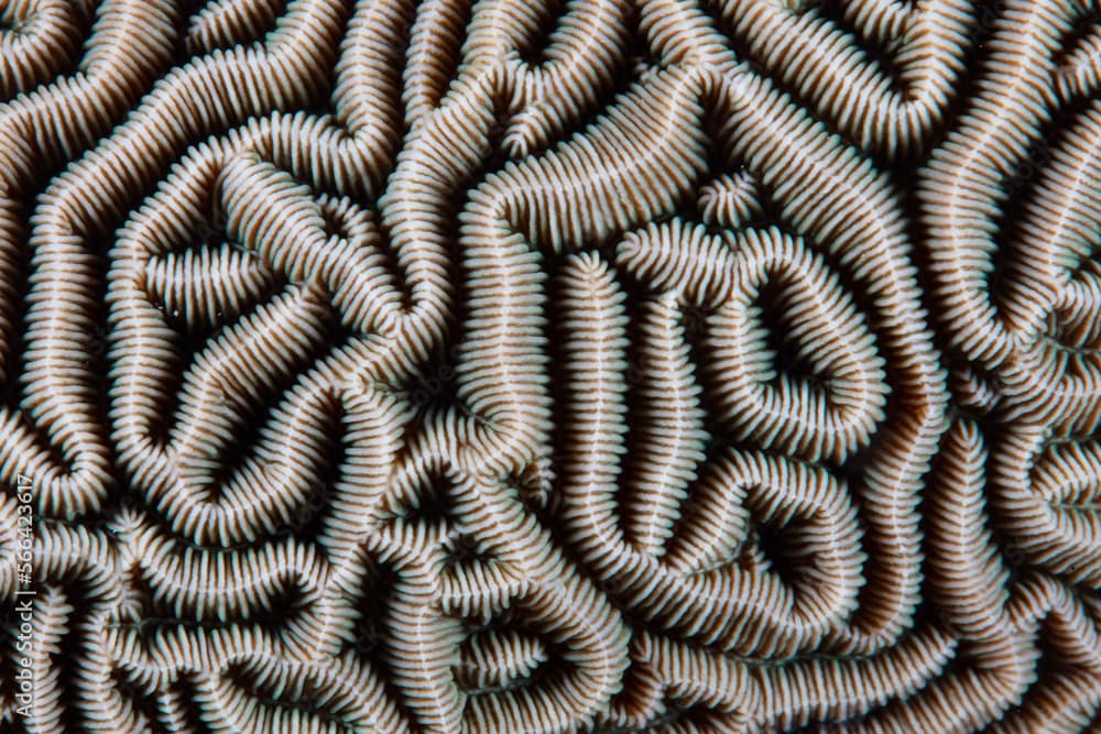 Detail of the maze-like pattern of a Pachyseris coral in Indonesia. 