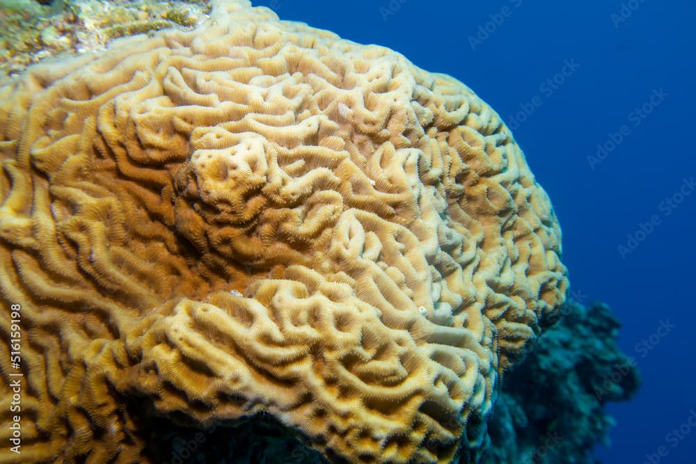 Colorful, picturesque coral reef at bottom of tropical sea, yellow Pachyseris rugosa coral, underwater landscape