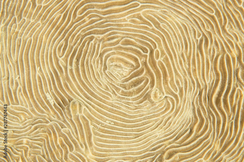 Close up of hard coral, Pachyseris rugosa, Raja Ampat Indonesia.