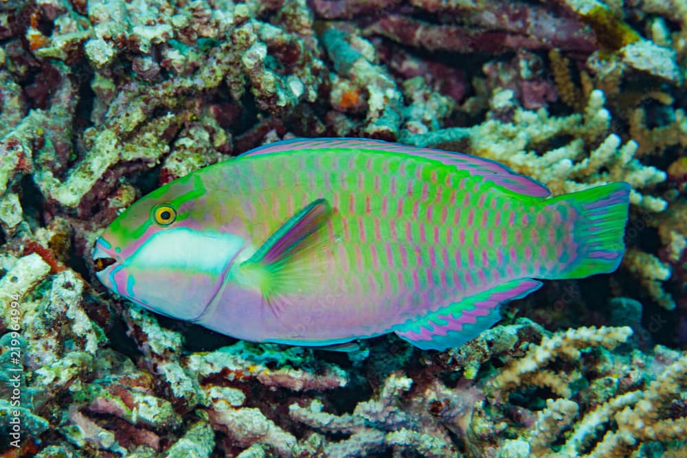 Bleeker's parrotfish Chlorurus bleekeri