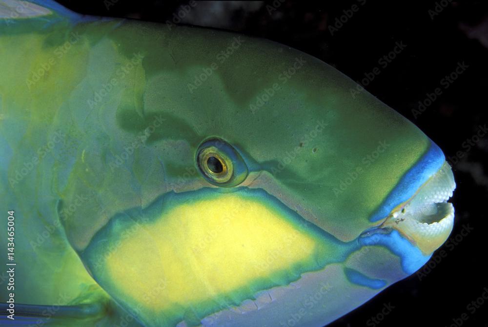 Bleeker’s parrotfish, Chlorurus bleekeri, lives in dense hard coral sheltered coastal reefs. Sulawesi Indonesia.