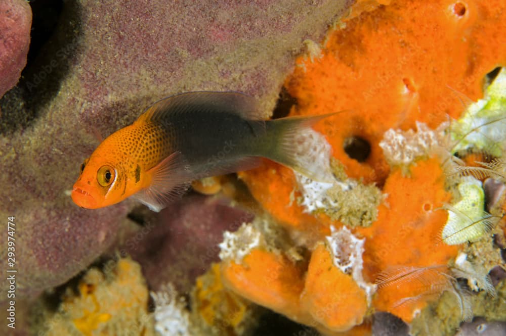 Lyretail dottyback, Pseudochromis steenei, Sulawesi Indonesia.