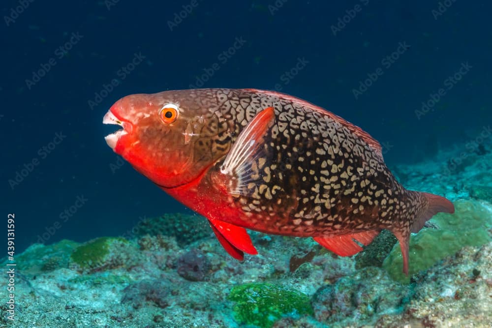 Redlip Parrotfish, Scarus rubroviolaceus, in Maldives