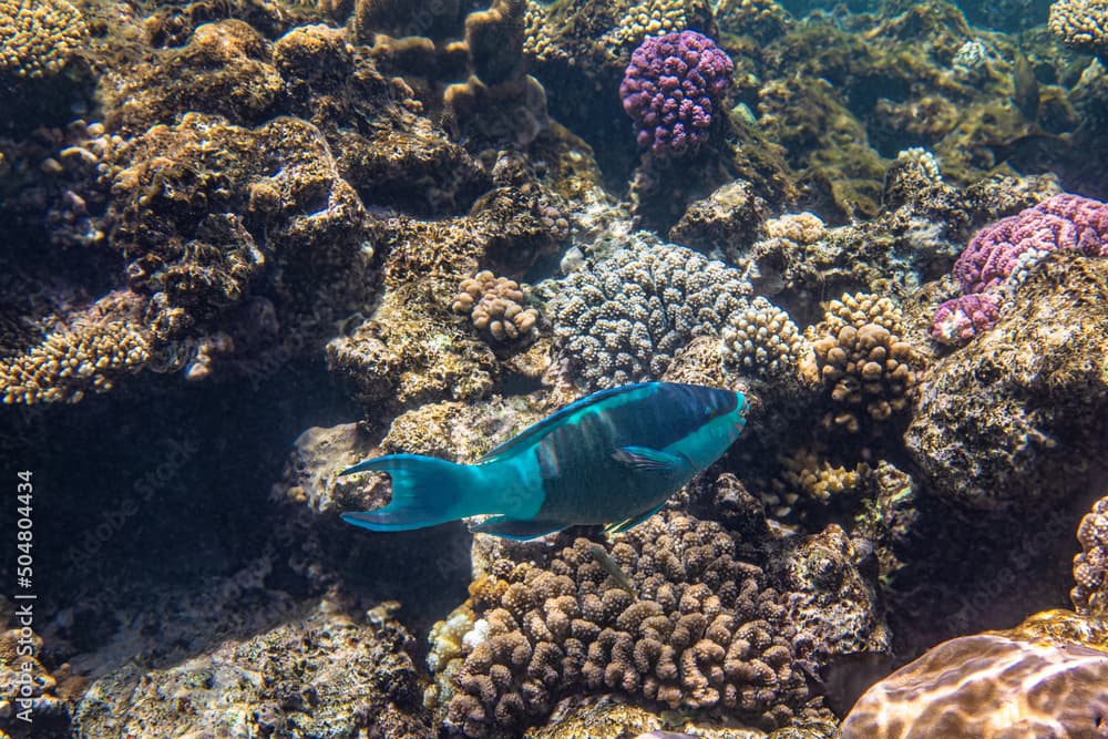 Steephead parrotfish. Red Sea, Egypt. 