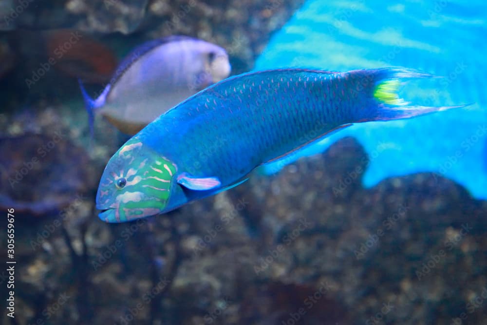 Ember parrotfish (Scarus rubroviolaceus) in the coral reef