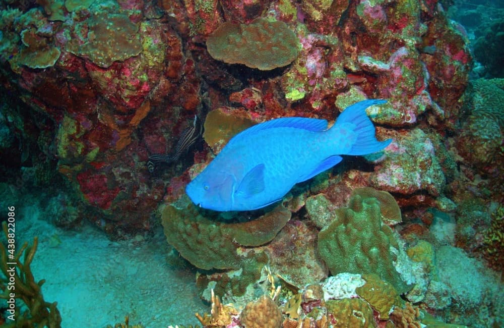 Blue Parrotfish Grazing on the Reef