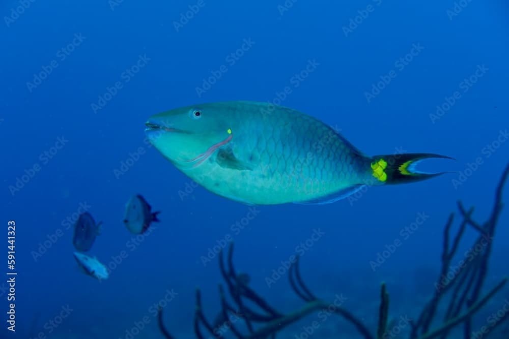 Closeup of a blue parrotfish (Scarus coeruleus) under the water