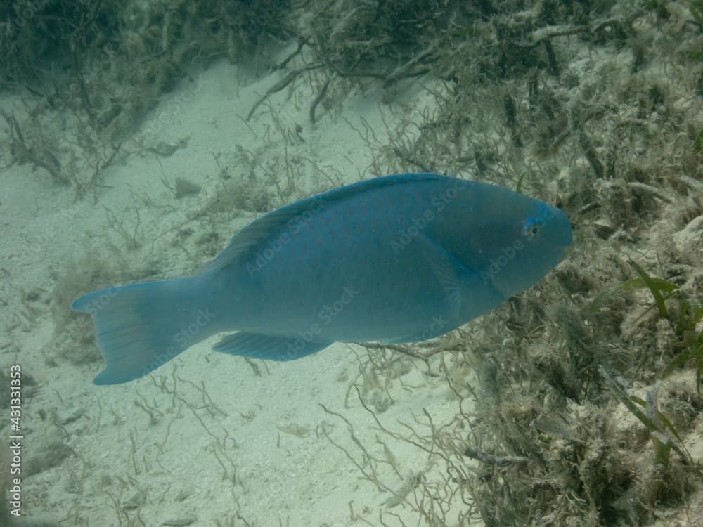 Blue Parrotfish