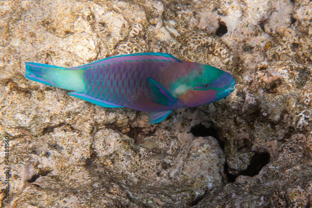 Dusky parrotfish is underwater