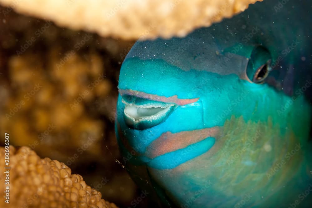 Indian Ocean Steephead Parrotfish, Heavybeak Parrotfish, Purple-headed Parrotfish, Steephead Parrotfish, Chlorurus strongylocephalus, scarus strongylocephalus