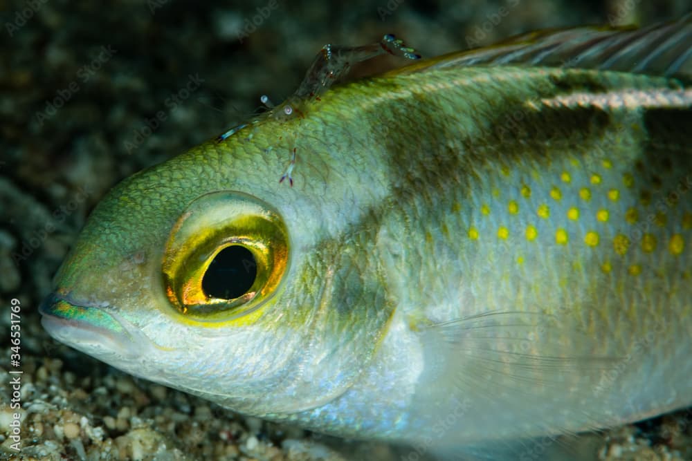 whitestreak monocle bream fish with shrimp