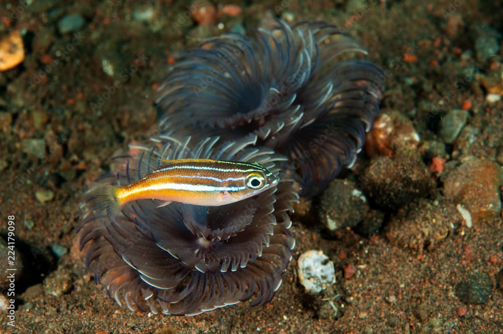 Whitestreak monocle bream, Scolopsis ciliata, Bali Indonesia.