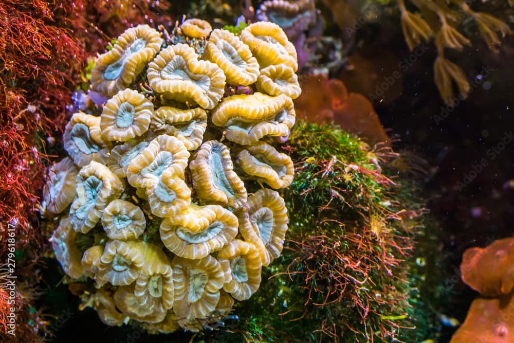 closeup of large flower coral, stony coral specie from the caribbean sea, marine life background