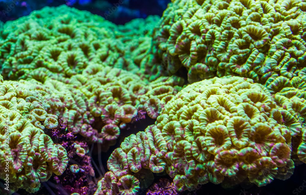 closeup of large flower corals, stony coral specie from the caribbean sea, marine life background