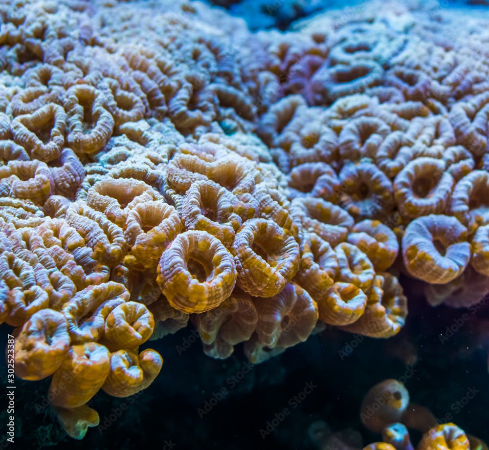 large flower corals in closeup, stony coral specie from the caribbean sea, marine life background