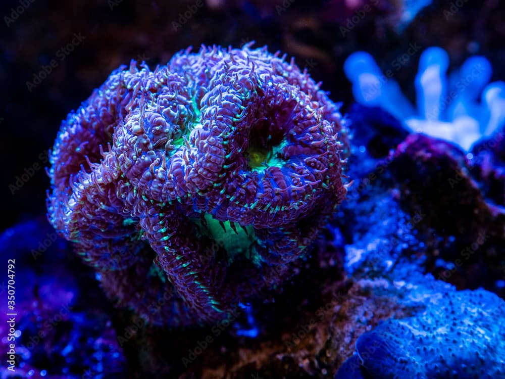 Purple and Green Blastomussa wellsi (LPS coral) in a reef aquarium