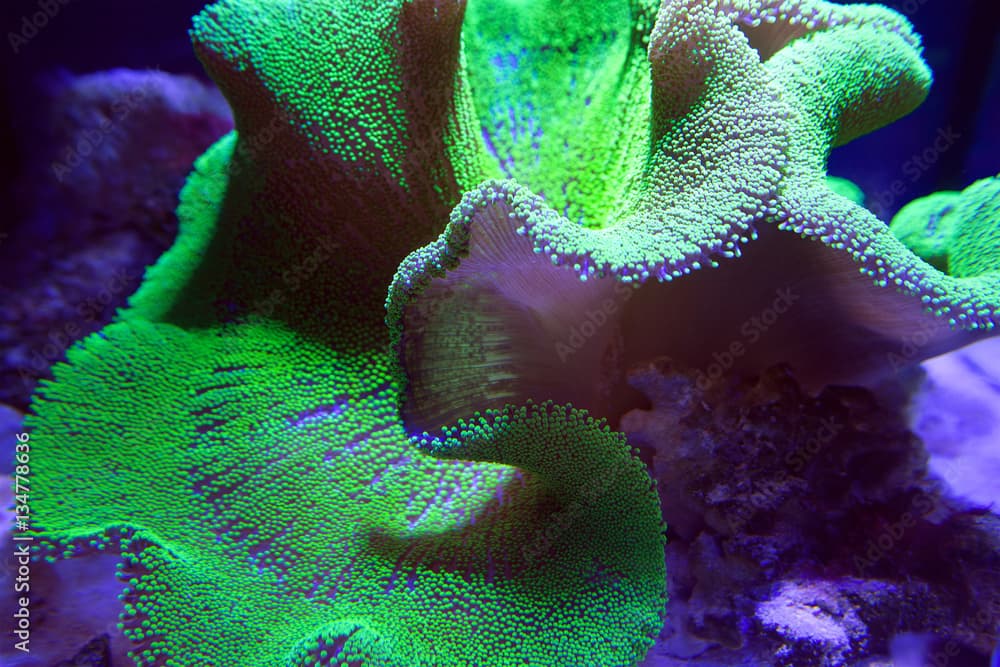 Ultra Neon Green polyp Crown Leather coral in aquarium