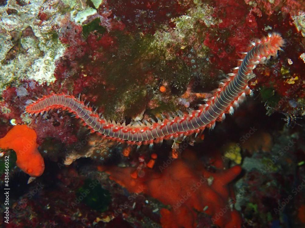 Bearded fireworm in Adriatic sea, Croatia
