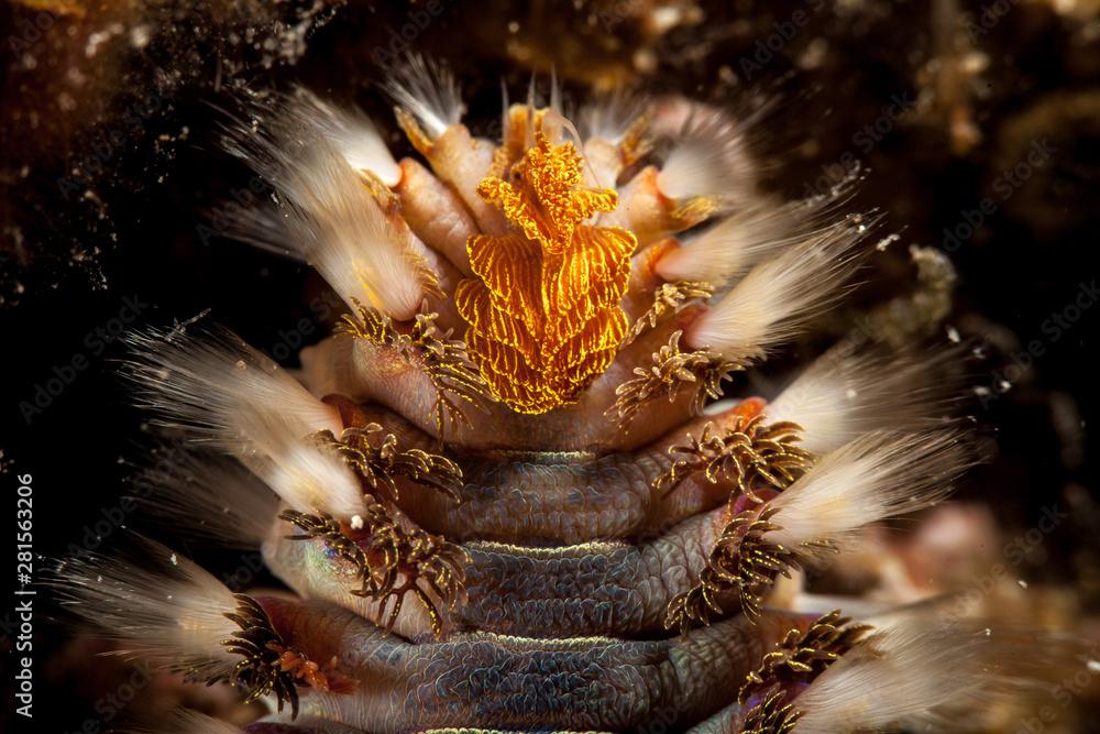 The bearded fireworm (Hermodice carunculata) is a type of marine bristleworm belonging to the Amphinomidae family, native to the tropical Atlantic Ocean and the Mediterranean Sea.