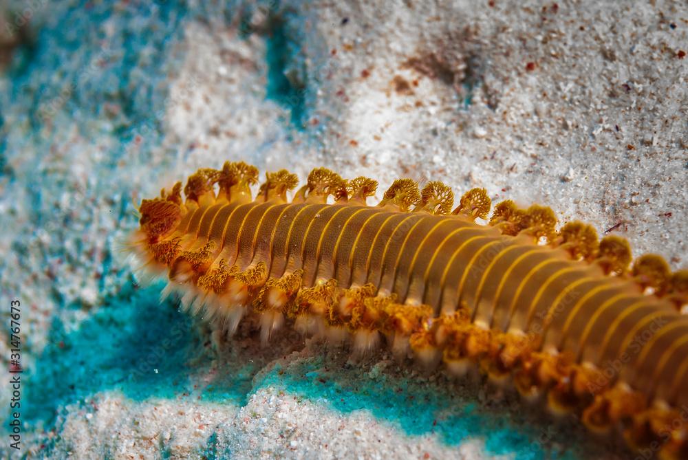 Bearded fireworm moving on sandy bottom.