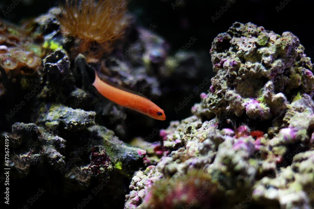 Elongate Orange Dottyback - (Pseudochromis elongatus)